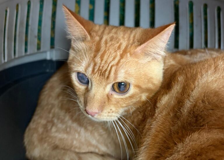 multimedia-foto92177-825-1