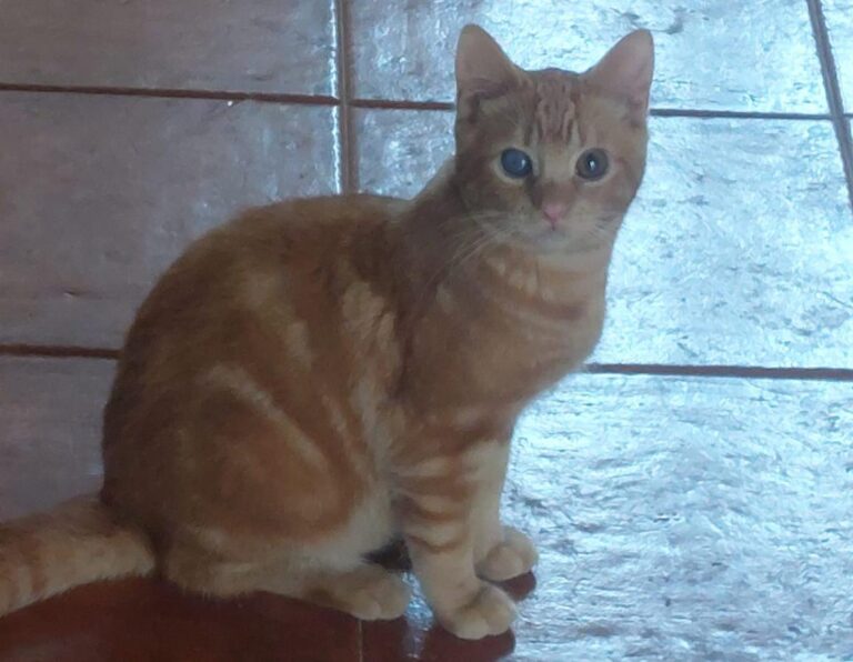 multimedia-foto92179-826-1