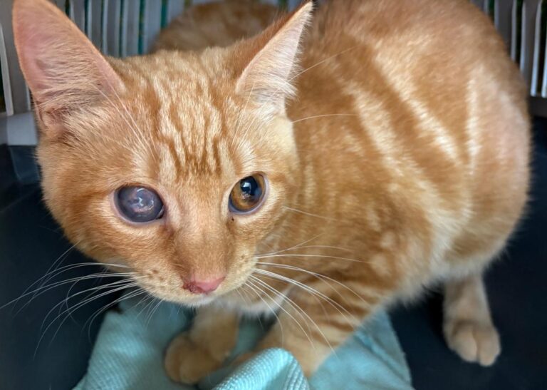 multimedia-foto92180-826-1