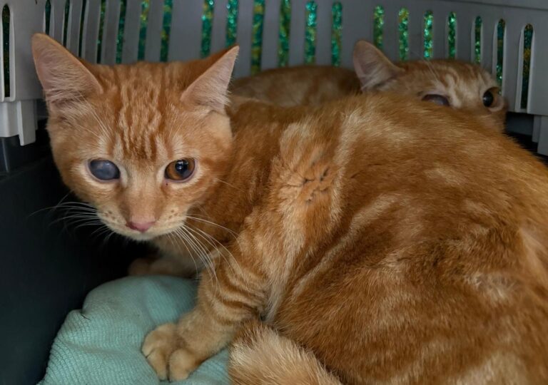 multimedia-foto92181-826-1