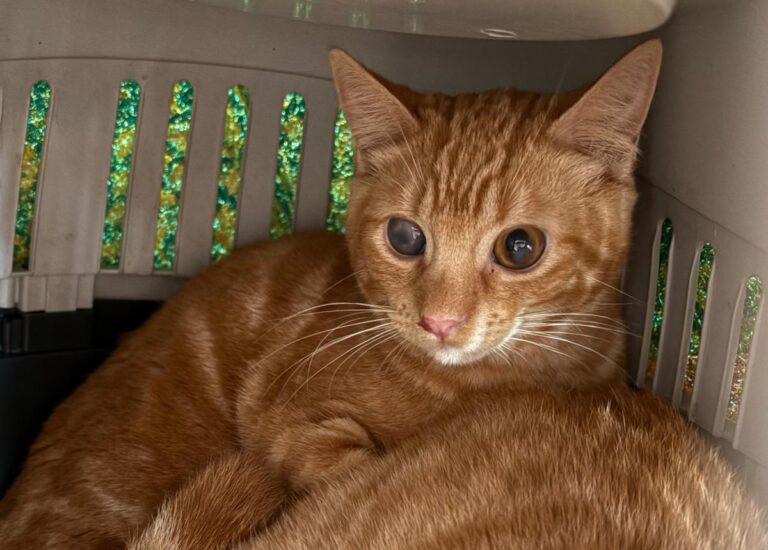 multimedia-foto92182-826-1