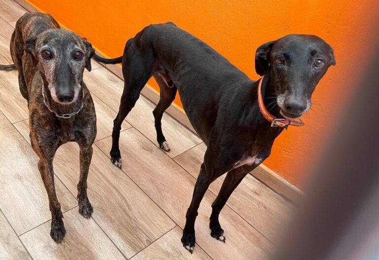 multimedia-foto92183-403-1