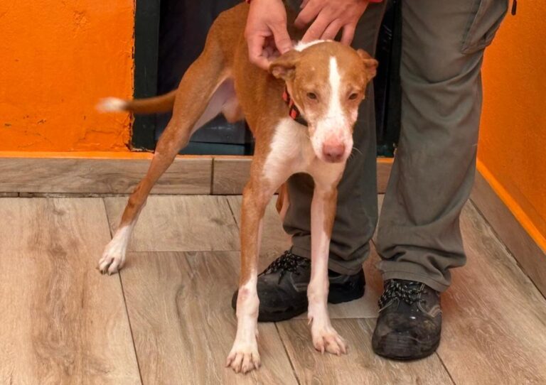 multimedia-foto92220-484-1