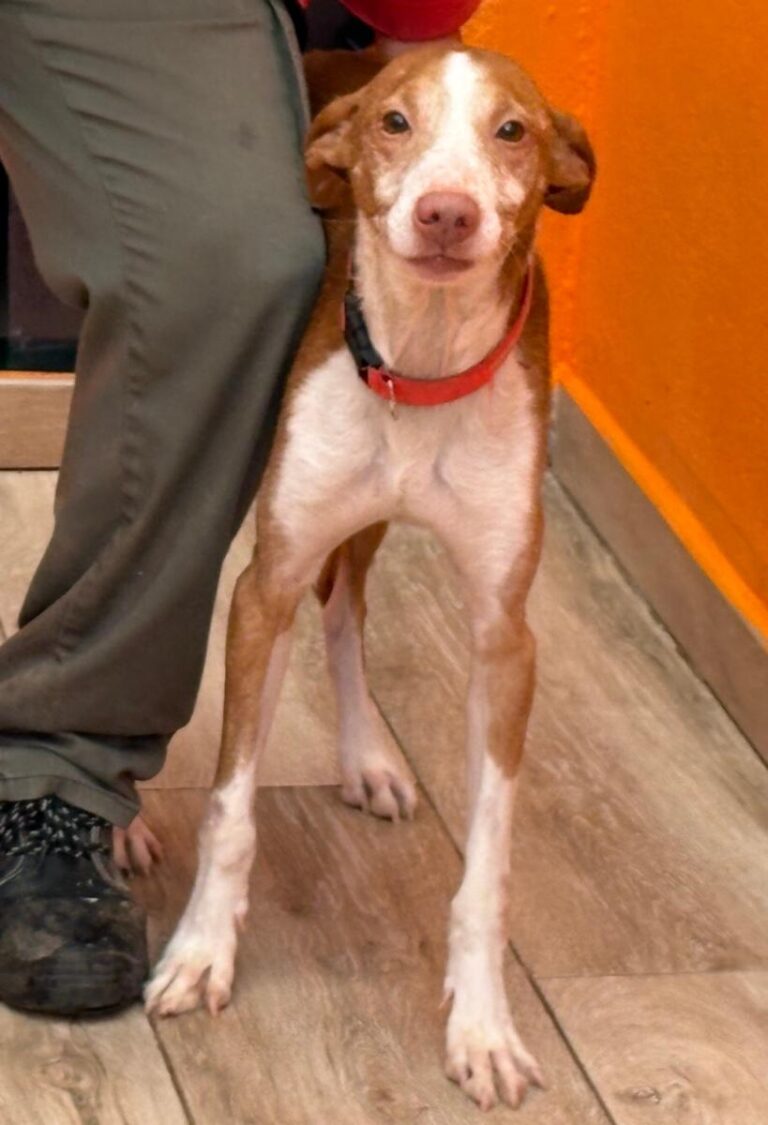 multimedia-foto92221-485-1