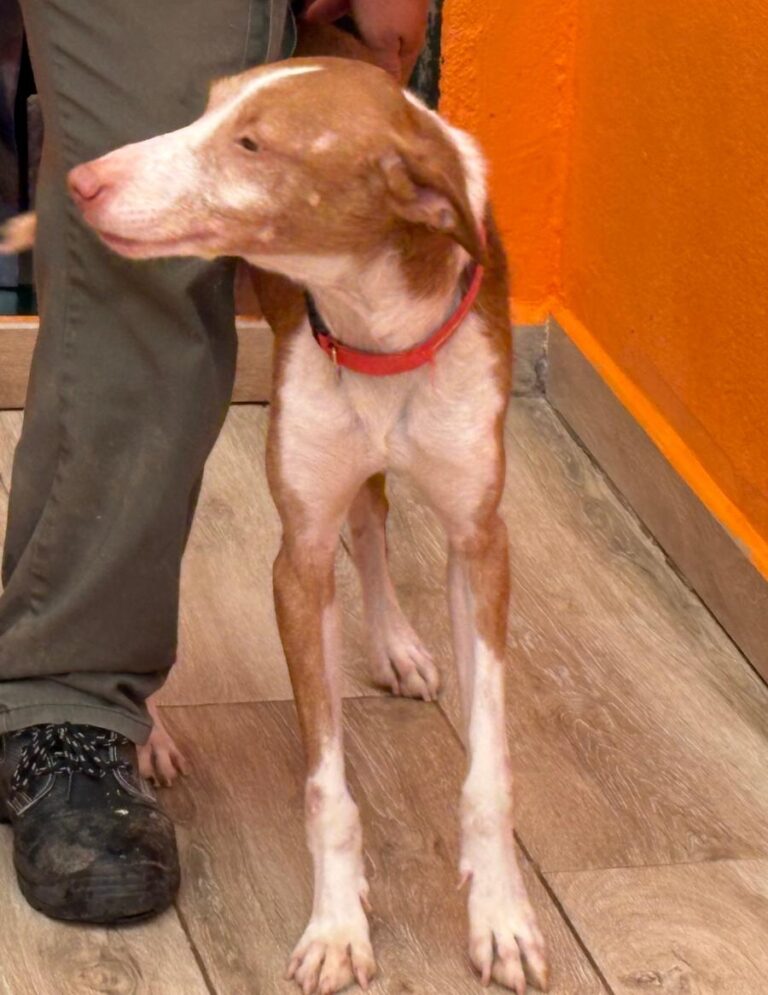 multimedia-foto92222-485-1