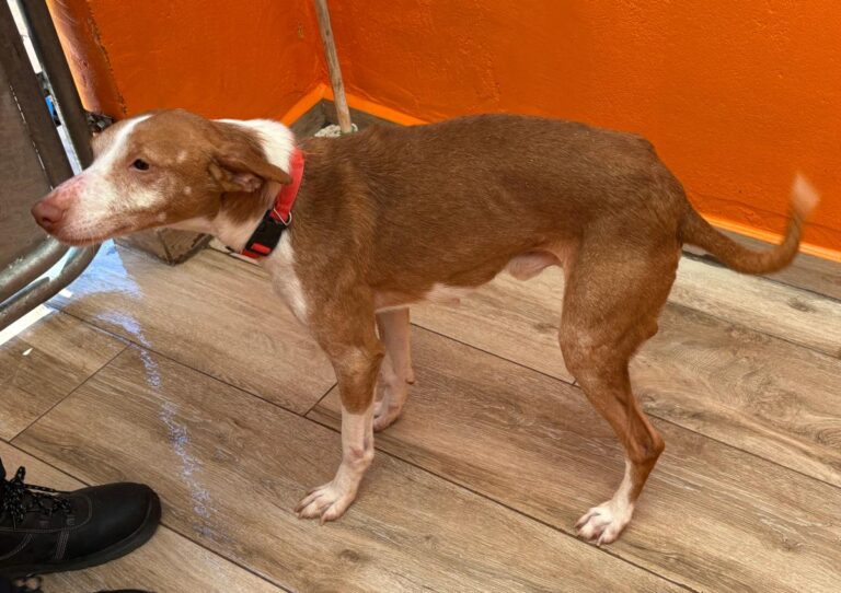 multimedia-foto92223-485-1