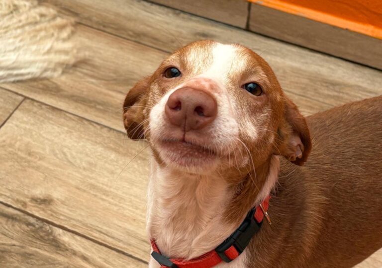 multimedia-foto92225-486-1