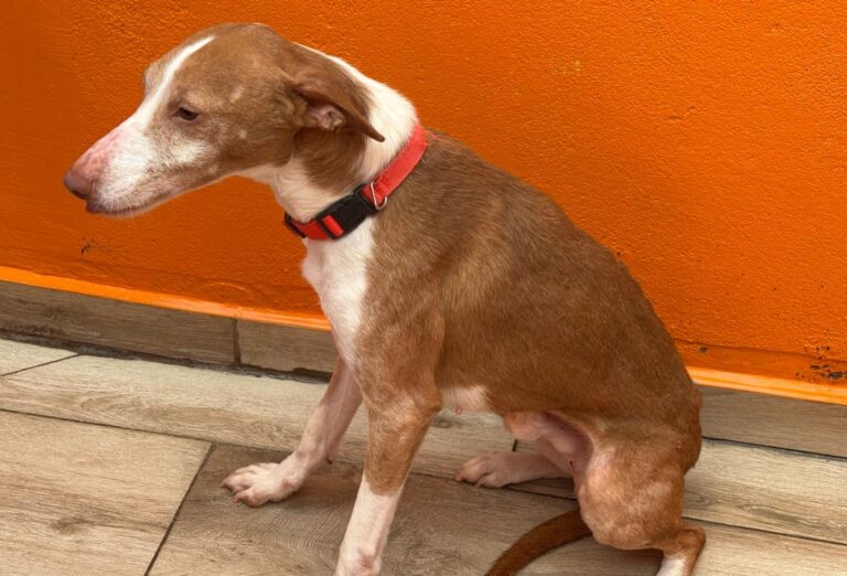 multimedia-foto92227-486-1