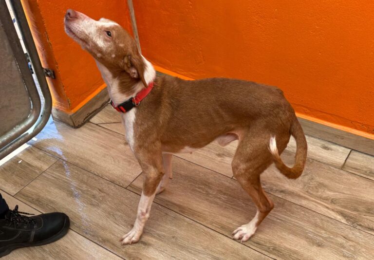 multimedia-foto92228-487-1