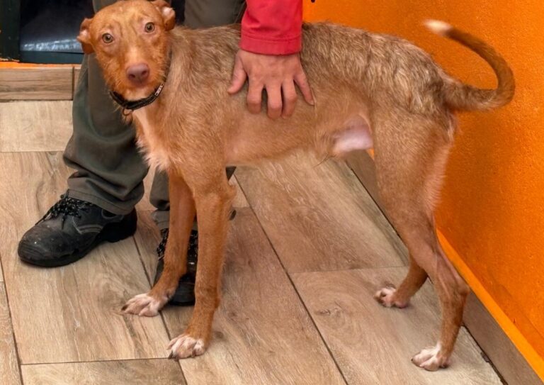 multimedia-foto92233-943-1