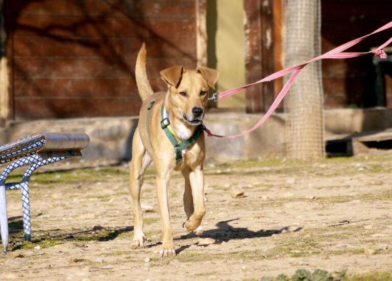 multimedia-foto92304-911-1