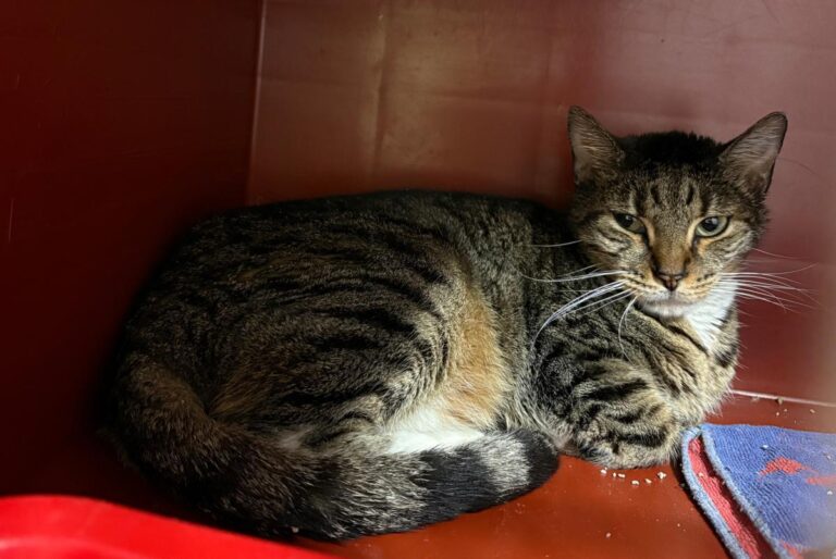 multimedia-foto92326-254-1