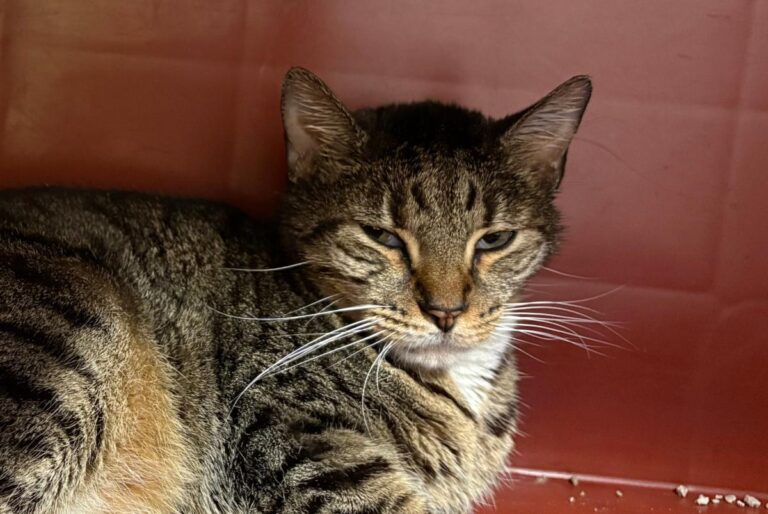 multimedia-foto92327-254-1