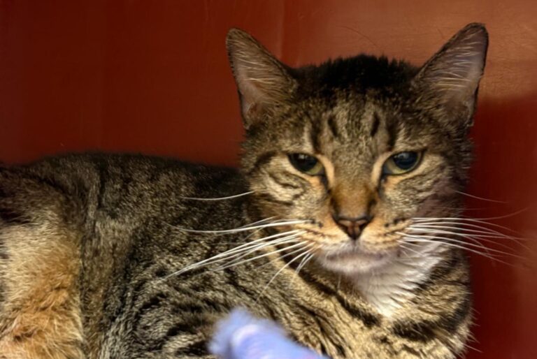 multimedia-foto92328-254-1