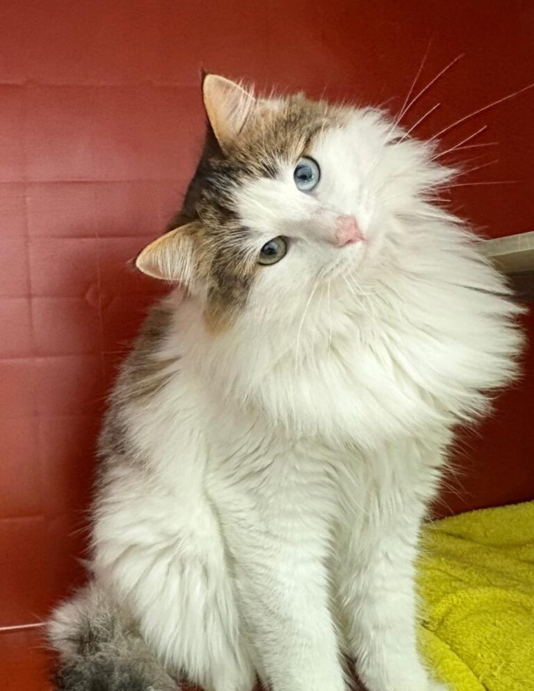 multimedia-foto92343-205-1