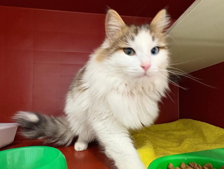 multimedia-foto92345-206-1