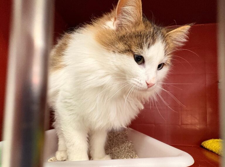 multimedia-foto92347-206-1