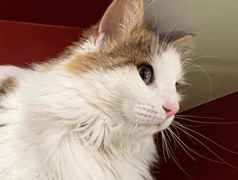 multimedia-foto92349-207-1