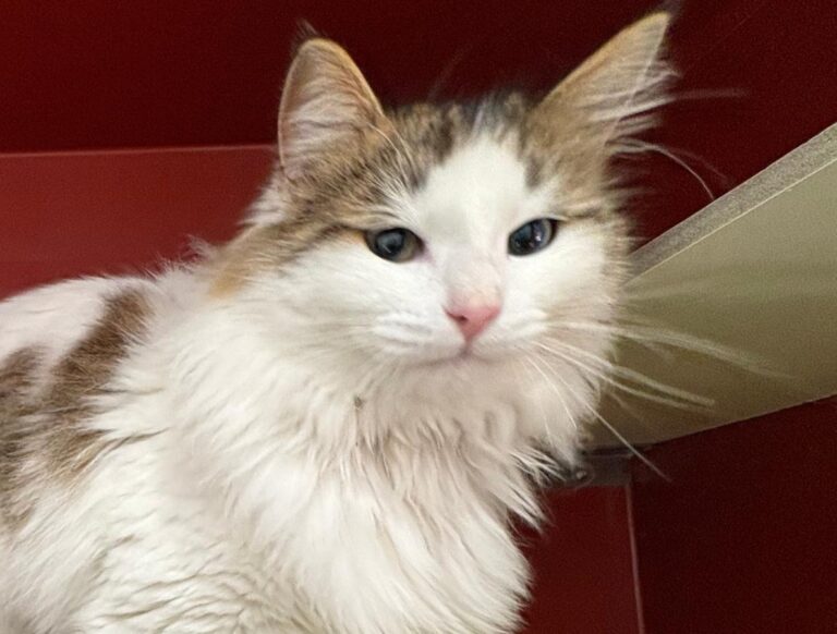 multimedia-foto92350-207-1