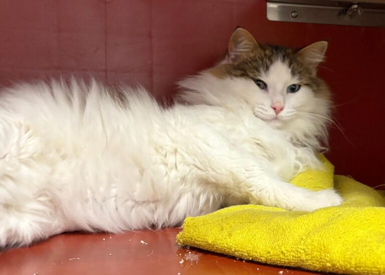 multimedia-foto92352-931-1