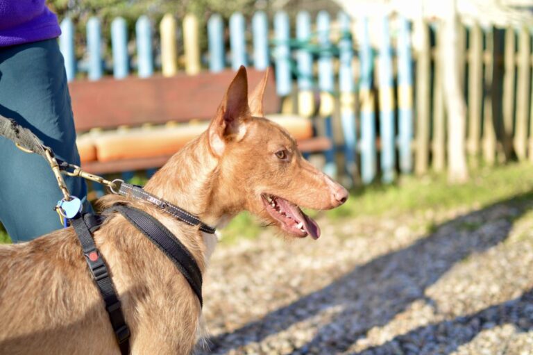 multimedia-foto92365-668-1