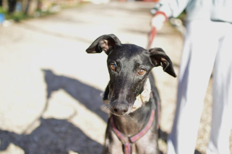 multimedia-foto92387-325-1