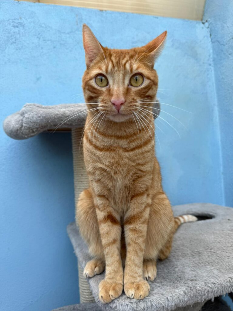 multimedia-foto92393-186-1