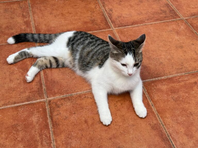 multimedia-foto92395-222-1