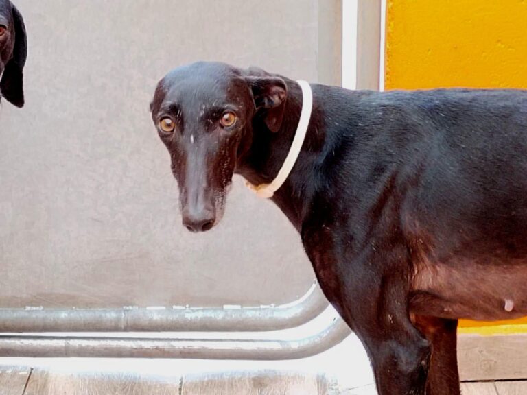 multimedia-foto92444-736-1