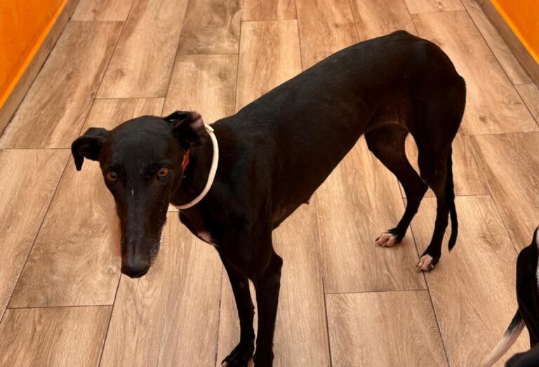 multimedia-foto92445-736-1