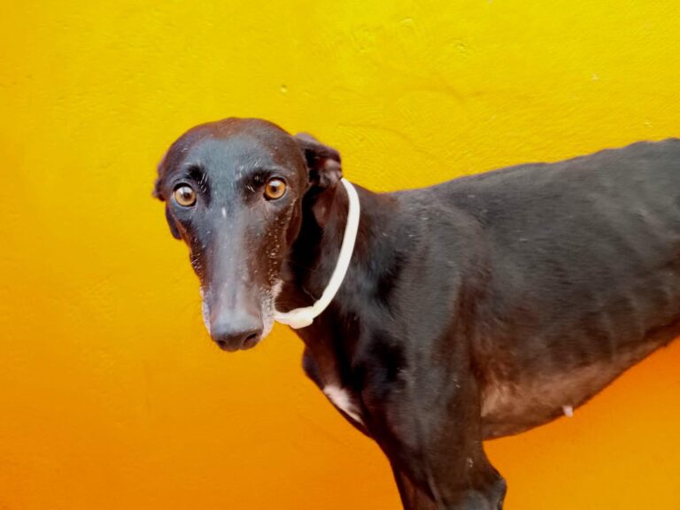 multimedia-foto92447-737-1