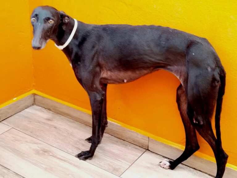 multimedia-foto92448-737-1