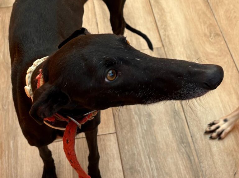 multimedia-foto92449-737-1