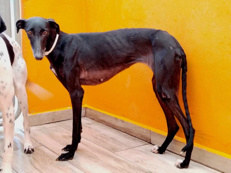 multimedia-foto92450-738-1