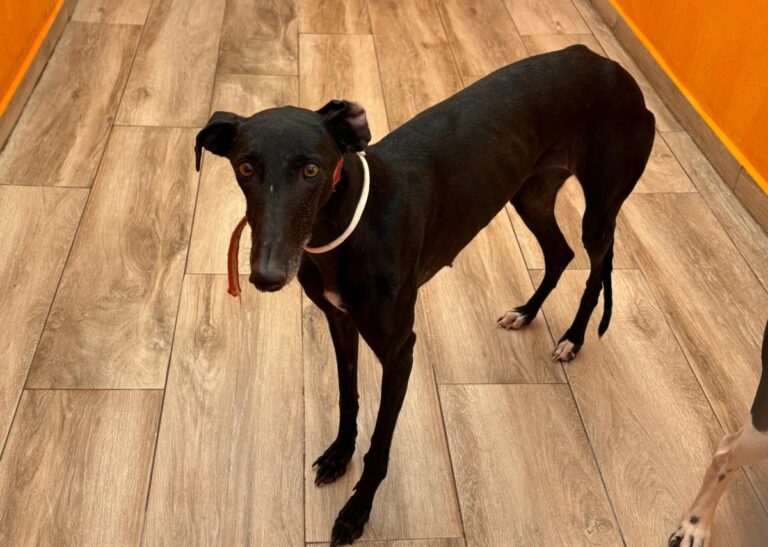 multimedia-foto92451-738-1