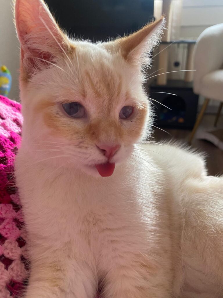 multimedia-foto92478-508-1