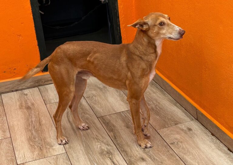 multimedia-foto92487-302-1