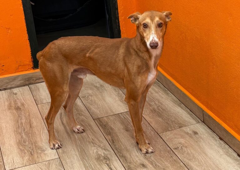 multimedia-foto92488-302-1