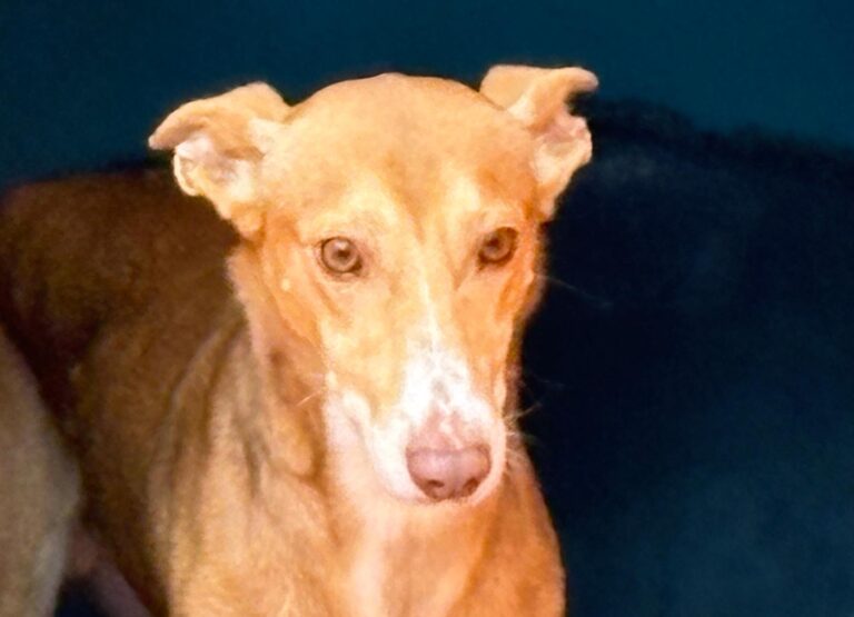 multimedia-foto92489-302-1