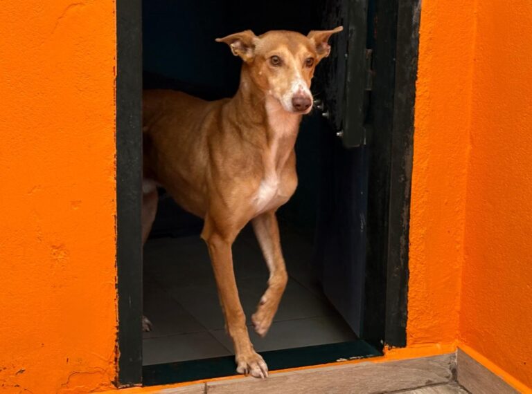 multimedia-foto92490-303-1