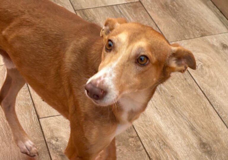 multimedia-foto92491-303-1