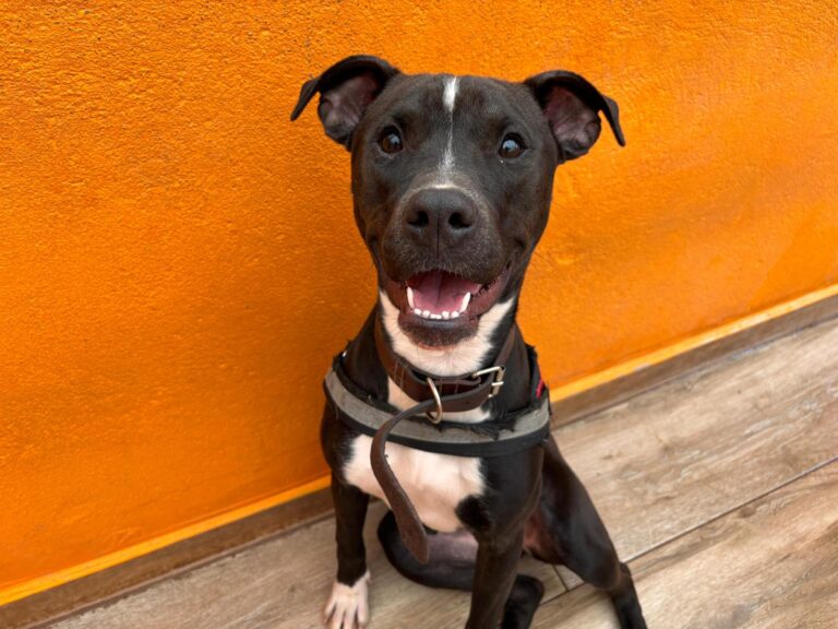 multimedia-foto92498-965-1