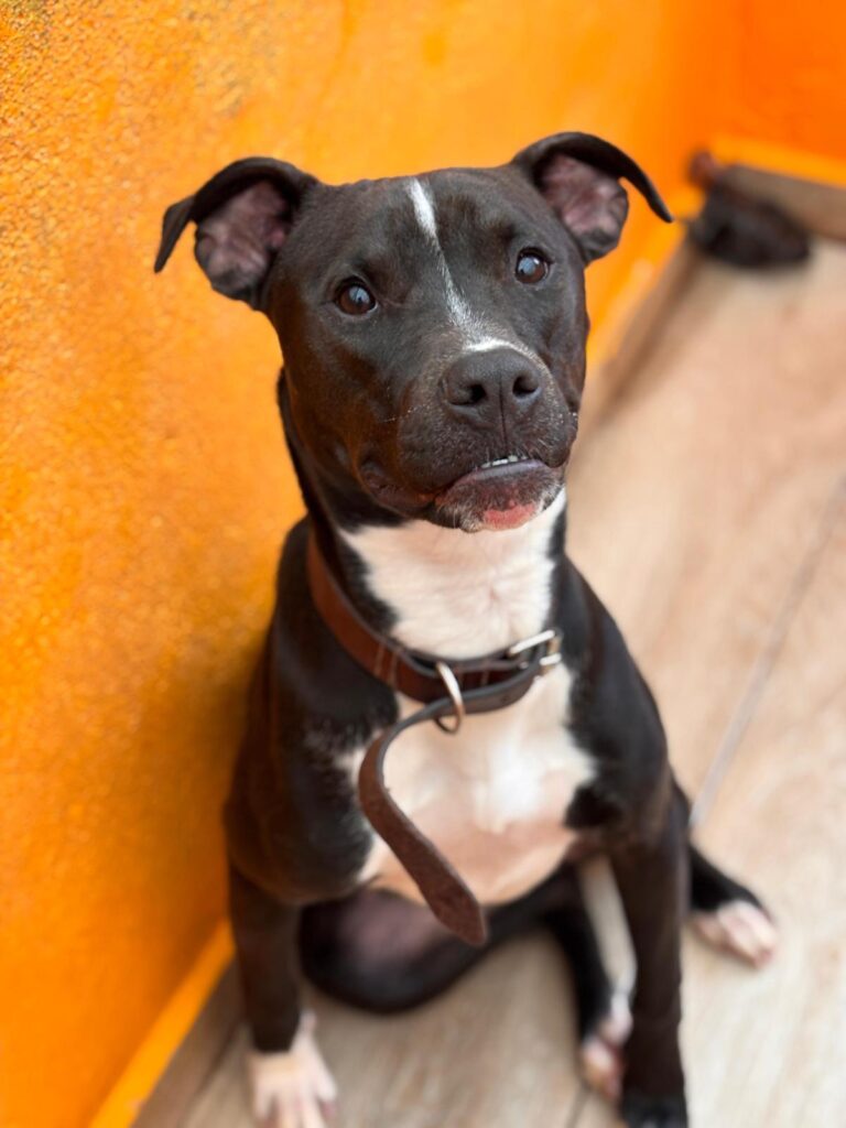 multimedia-foto92501-966-1