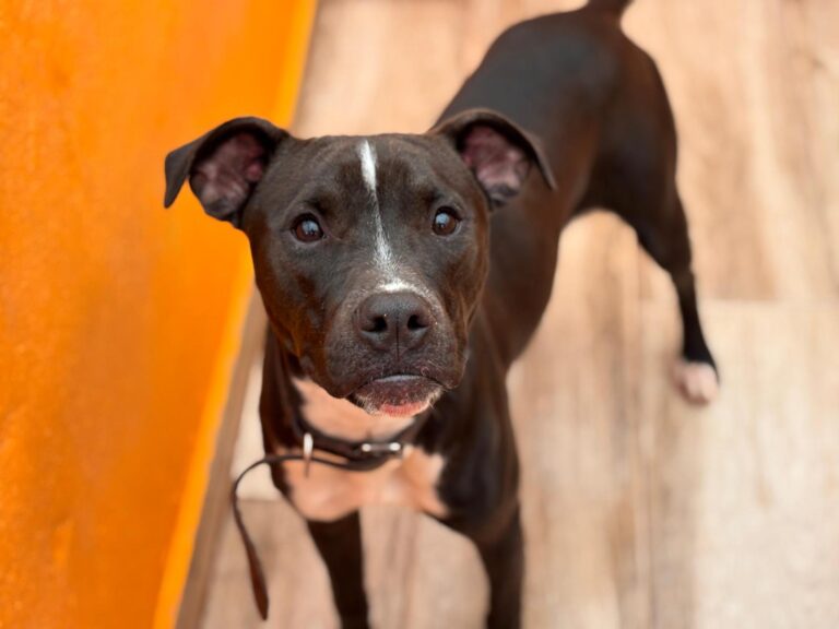 multimedia-foto92502-966-1