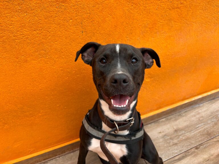 multimedia-foto92504-966-1