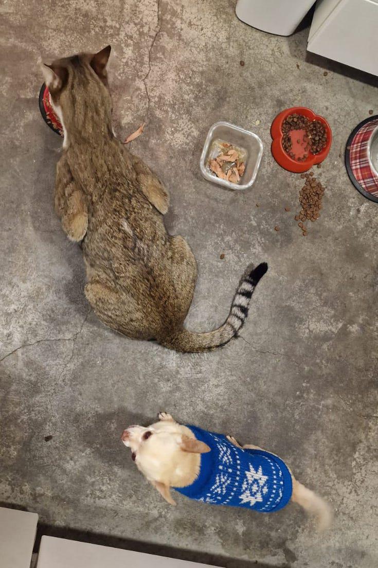 multimedia-foto92508-271-1