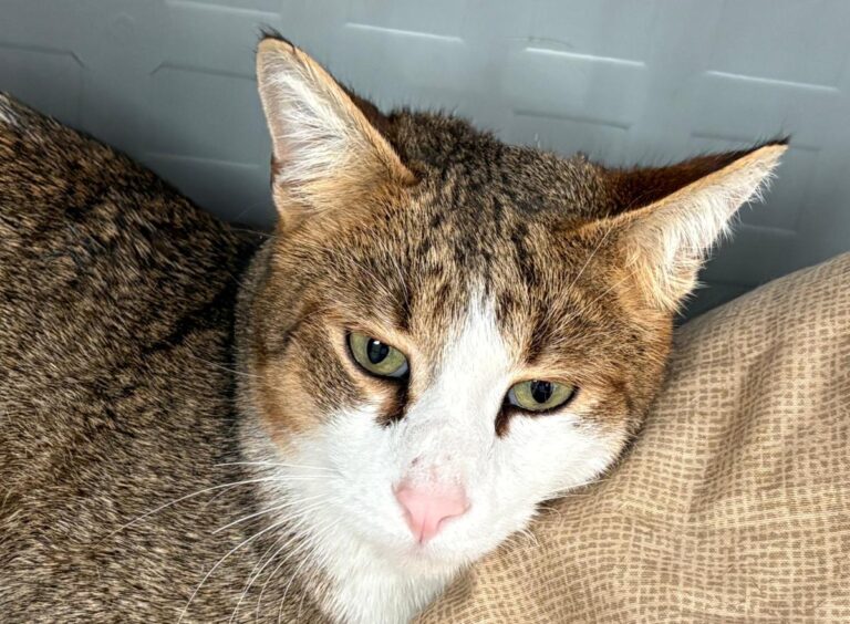 multimedia-foto92510-271-1