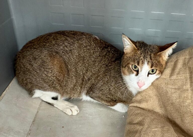 multimedia-foto92511-271-1