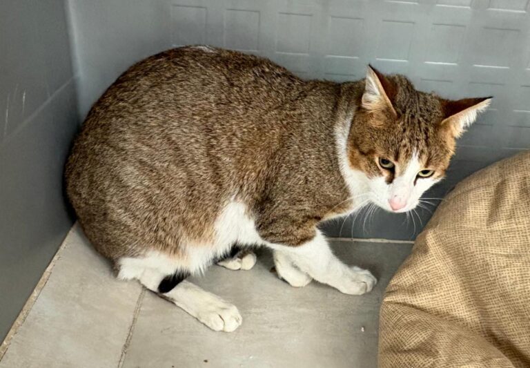 multimedia-foto92512-272-1