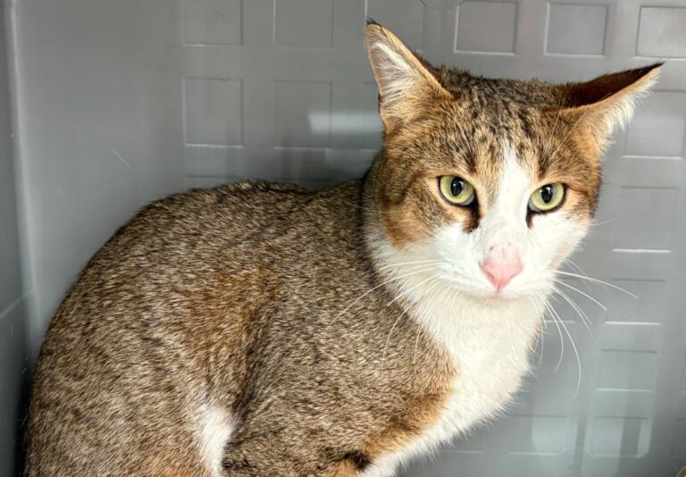 multimedia-foto92513-272-1